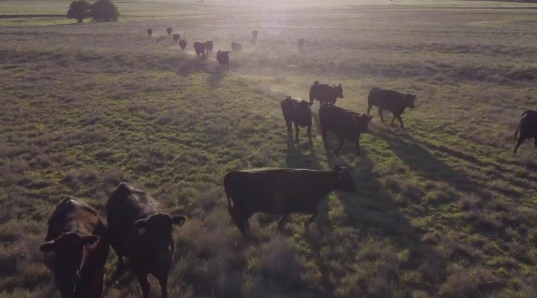 Load video: Join the Twister T Reserve
