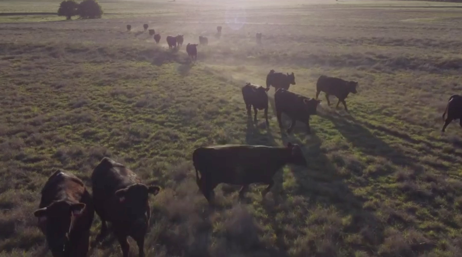 Load video: Welcome to the Home of Twister T Beef